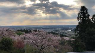 【笠間市】愛宕山の桜