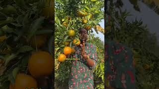 উত্তরাঞ্চলের সম্পদ #ছাদবাগান #armamunnursery #agriculture