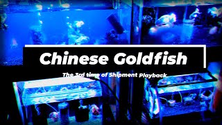 【ニーハオ宮田】金魚ちゃんねる/Goldfish Channel_『第三弾中国金魚輸入振り返り🇨🇳🐟✈️🚛👲🇯🇵/The 3rd time shipment playback by Top View』