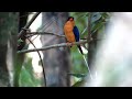 paradise kingfisher.wmv