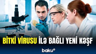 Sarkomaya əlac tapıldı? | Tədqiqatda iki virusdan istifafə edildi, görün nələr üzə çıxdı