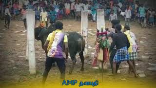 AMP || தளபதி மணிகண்டன் || கல்லம்பட்டி மஞ்சுவிரட்டு 2021