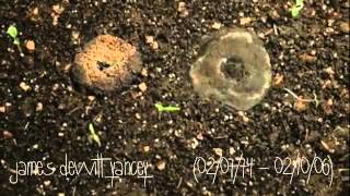 J Dilla - Don't Cry