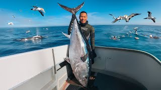 Extreme Spearfishing GIANT Tuna Bigger Than Me!