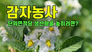 감자농사 단위면적당 생산량을 높히려면?