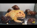 rise of the snails【アフリカマイマイ】 pacman frog african bullfrog【live feeding】【ツノガエル】