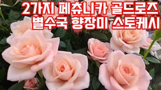 2가지페츄니카 향장미 골드로즈제라늄 별수국 금계국 바이바이올렛 베란다정원 야생화키우기