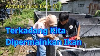 Aktivitas di Koi Farm (3): Terkadang Kita Dipermainkan Ikan