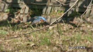 [4K] 野鳥：カワセミ（スロー／コマ送り再生）／Ｋ川