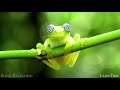 the amazon 4k scenic wildlife film with calming music