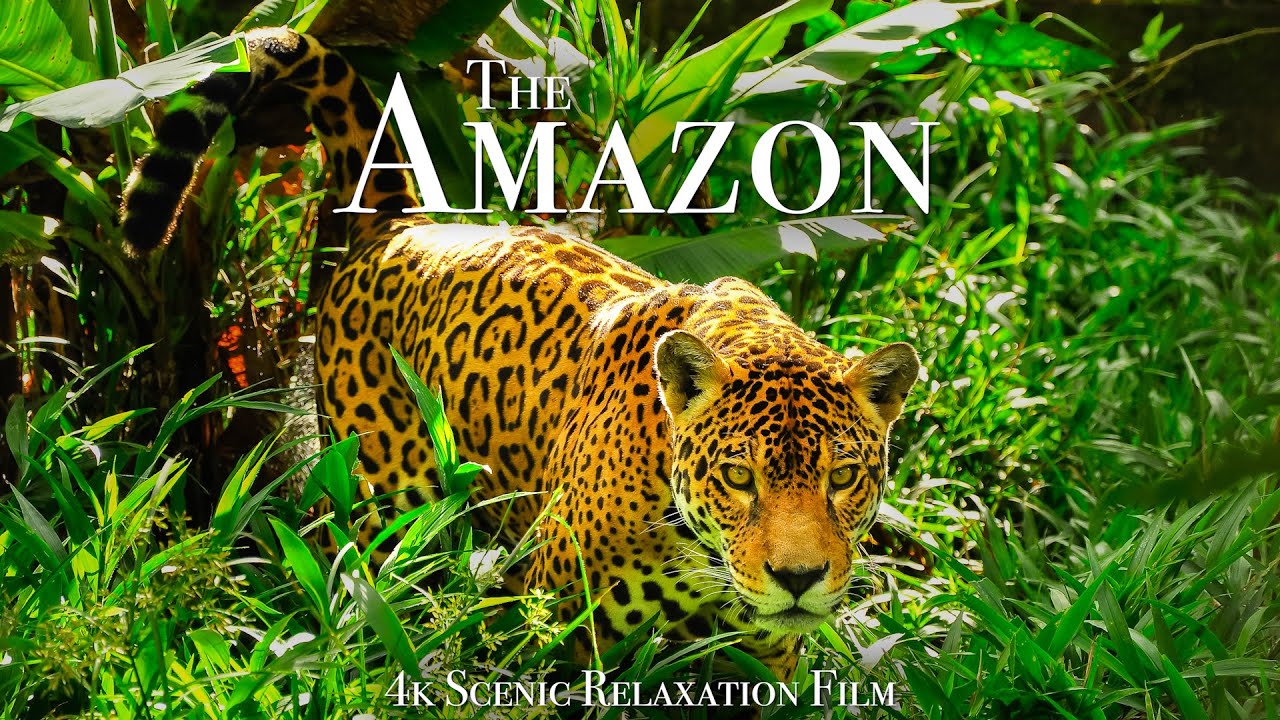 The Amazon 4K - Scenic Wildlife Film With Calming Music - YouTube