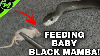 FEEDING NEW BABY BLACK MAMBA!!!