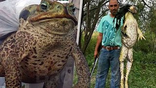 20 Abnormally Large Animals That Actually Exist #2