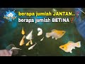 Jumlah Pejantan saat ternak ikan molly itu berpa ❓ ini jawabannya ‼️