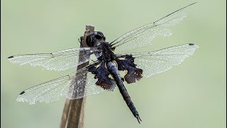 Black Saddlebags (Tramea lacerata)(Male) Observations