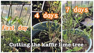 วิธีตัดแต่งสาวต้นมะกรูด ให้แตกใบแตกแขนงเยอะๆ แบบธรรมชาติ | Cutting the kaffir lime tree