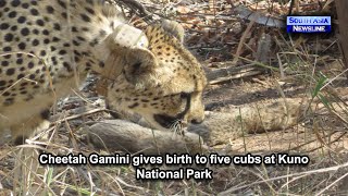 Cheetah Gamini gives birth to five cubs at Kuno National Park