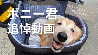 ボニー君に会えなくなってから２年が経ちました【22歳ダックス｜3回忌｜老犬｜大往生した犬】