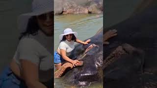 #travel #trending #travelvlog #elephant #river #shortvideos #shortsviral #youtubeshorts #short