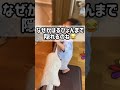 【1歳】パパといないいないばあ遊び baby babyboy 赤ちゃん 子育て 育児 1歳 はるぴょんの日常