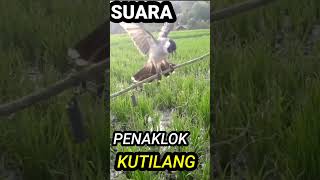 Suara burung kutilang gacor 100%ampuh