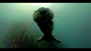 Grey Seal Kissing The Camera - GoPro Fusion 4K 360 Video