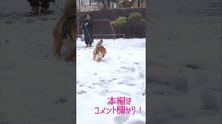 雪の中を大喜びで走り回る柴犬#shorts #柴犬