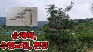 순치기로 수형잡고.변경하고2134편(조형소나무)