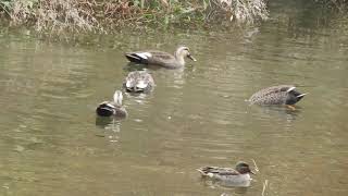 朝の加茂町カルガモとマガモとコガモ達でまさに鴨鍋尽くし！