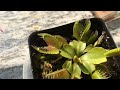 捕蝇草捕食苍蝇venus flytrap