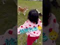 久々に柴犬とバトルをしている🐶【ボストンテリア】こむぎ♪ shorts