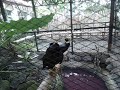 talking myna at palawan wildlife rescue and conservation center crocodile farm