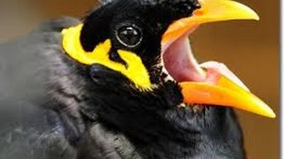 Talking Myna at Palawan Wildlife Rescue and Conservation Center (Crocodile Farm)