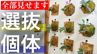 ビカクシダ胞子培養から「凄い株」が...！【やろうぜ胞子培養】