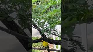 A beautiful cute Oriole in the tree !