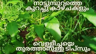 നാട്ടുമ്പുറത്തെ കുറച്ചു കാഴ്ചകളും ചെറിയ ഒരു ടിപ്സും/Villege garden/My Tricks and Tips