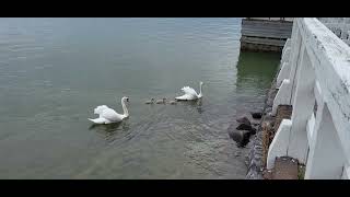 Joutsenet / swan family @ Seurasaari