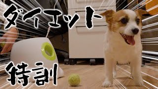 運動嫌いで正月太りした愛犬にダイエットの特訓を行いました/ジャックラッセルテリア