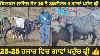 10 ਤੋ 20ਲੀਟਰ 4 ਗਾਵਾਂ ਅਤੇ 1 ਮੱਝ ਵੀਕਾਓ। Buffalo and cow for sale/vadiya farm/29-12-24