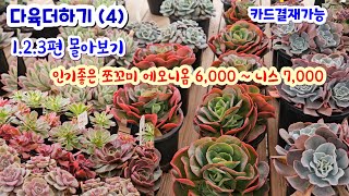 다육더하기(4) 1.2.3편 몰아보기 니스 7,000 ~ 쪼꼬미 매금장미 연희금 배반의장미