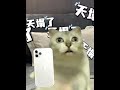 奶奶：我是老了不是傻了 有趣 故事 貓 猫猫meme小剧场 猫meme 内容过于真实 猫meme小剧场 猫meme剧场 喵不可言 shorts