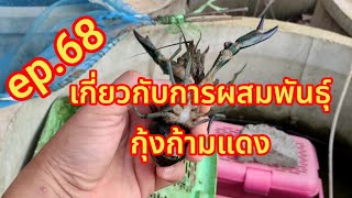 ep.68 ความรู้ของการผสมพันธุ์กุ้งก้ามแดง