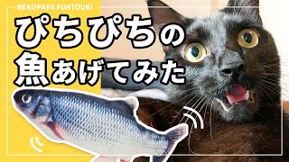 猫にぴちぴちの魚あげてみた！