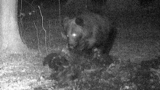 ヒグマが土まんじゅうからシカ掘り出す　芽室の野崎さん　動画撮影成功