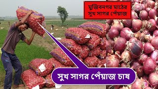 সুখ সাগর পেঁয়াজ চাষ । মুজিবনগর মাঠের সুখ সাগর পেঁয়াজ । আনন্দবাস মুজিবনগর ।  Banglar Krishi Kotha