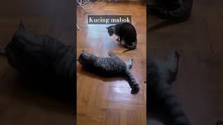 Kucing mabok #kucing #kucinglucu #videokucing #videokucinglucu