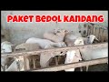 PAKET BREEDING BEDOL KANDANG 1 JANTAN TEXEL 9 BETINA KOMPOSIT | KURAWA FARM KEDIRI