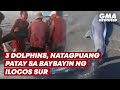 3 dolphins, natagpuang patay sa baybayin ng Ilocos Sur | GMA News Feed