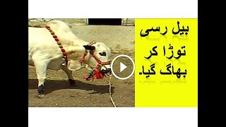 Bail Rasi toor k bhag gya || بیل رسی توڑا کر بھاگ گیا۔