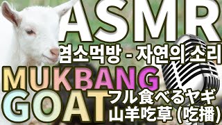 [ASMR] 염소 풀 먹방 #3 / Goat eating(mukbang) grass show / フル食べるヤギ / 山羊吃草 (吃播)